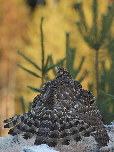 Kanahaukka, Northern Goshawk, Accipiter gentilis